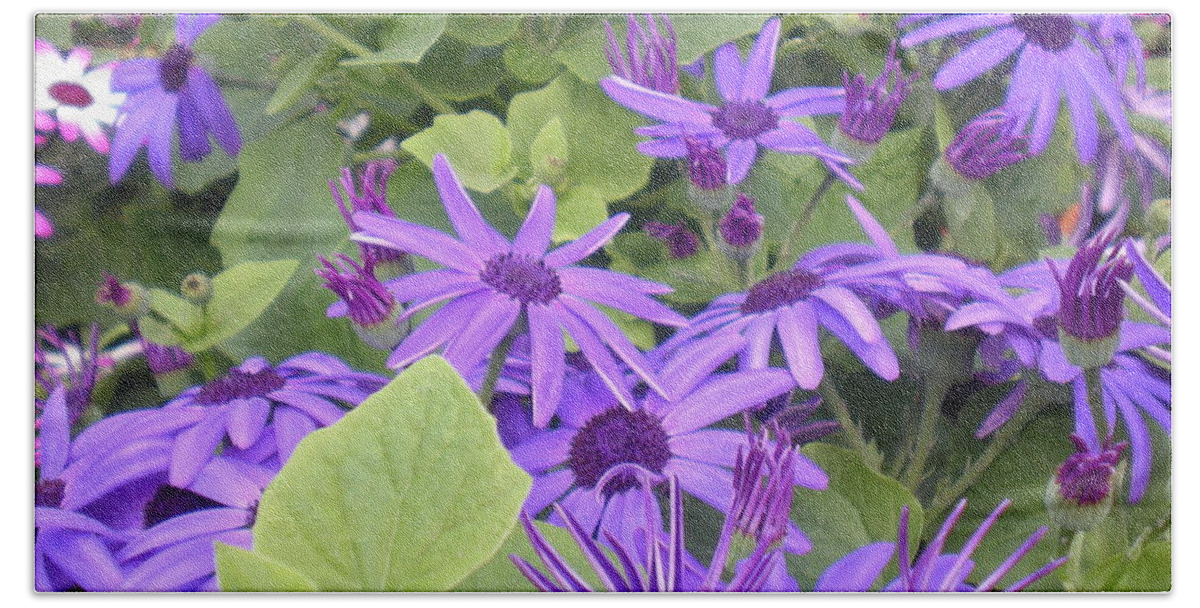 Purple Bath Towel featuring the photograph Asters by Kim Prowse