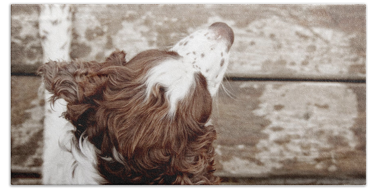 English Springer Spaniel Hand Towel featuring the photograph At the Dock by Angie Rea