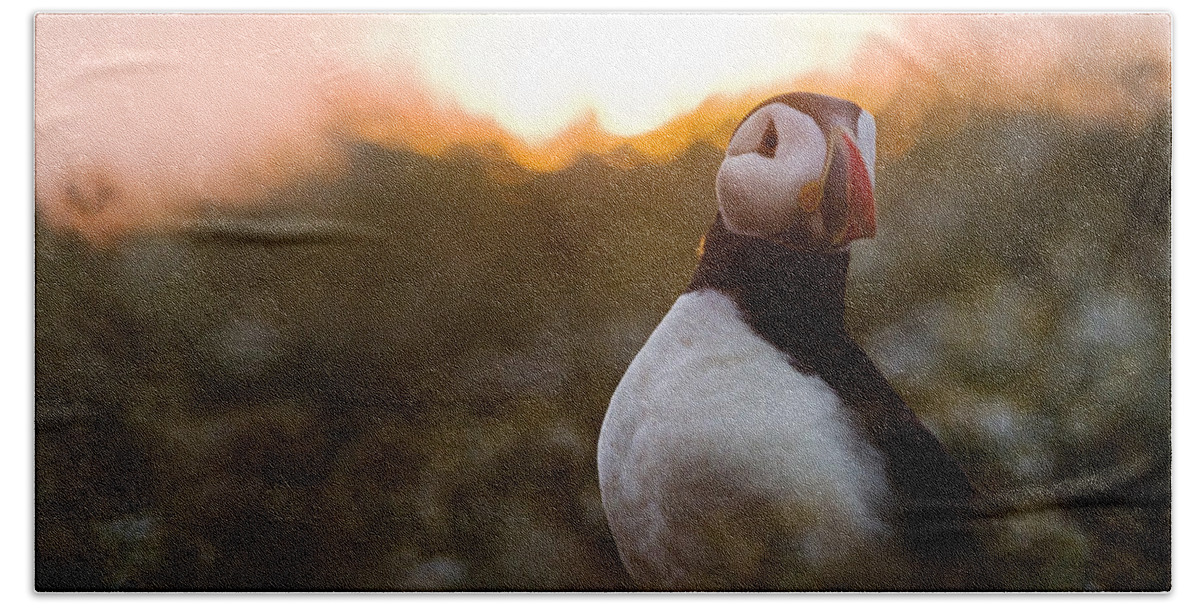 Sebastian Kennerknecht Bath Towel featuring the photograph Atlantic Puffin At Sunrise Skomer by Sebastian Kennerknecht