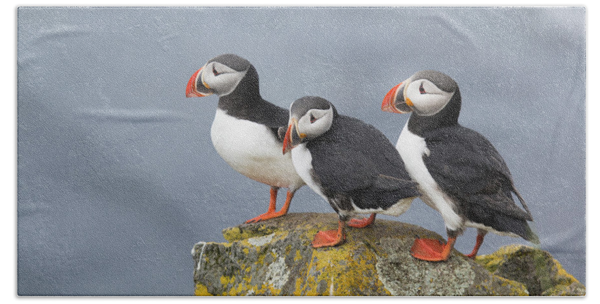 Flpa Hand Towel featuring the photograph Atlantic Puffin Trio Latrabjarg Iceland by Bill Coster
