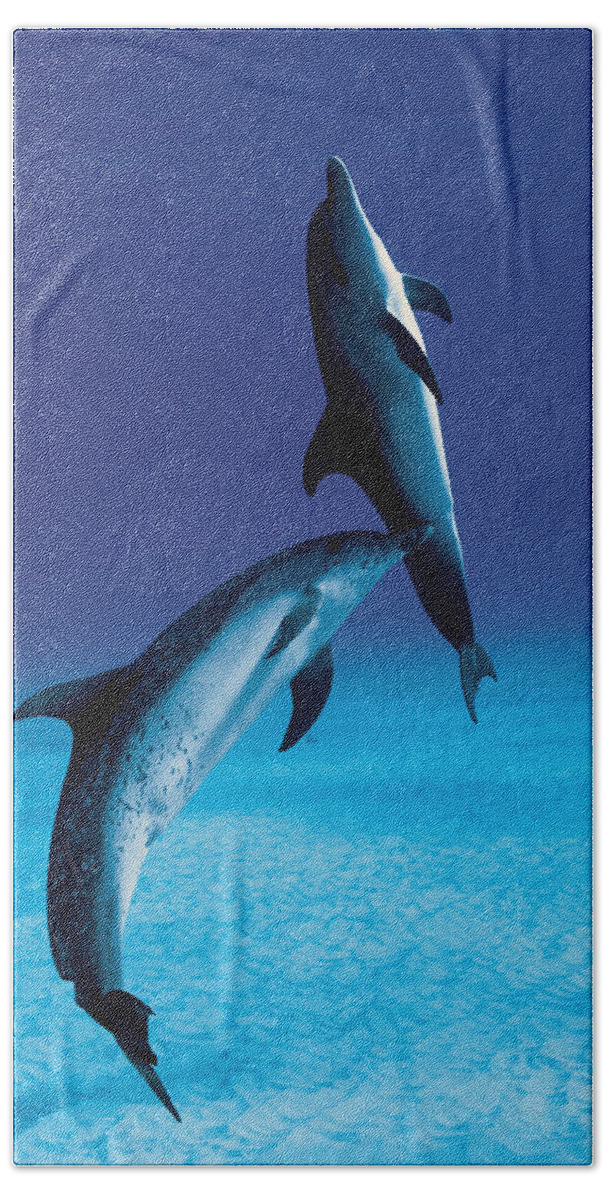 Feb0514 Bath Towel featuring the photograph Atlantic Spotted Dolphin And Calf by Hiroya Minakuchi