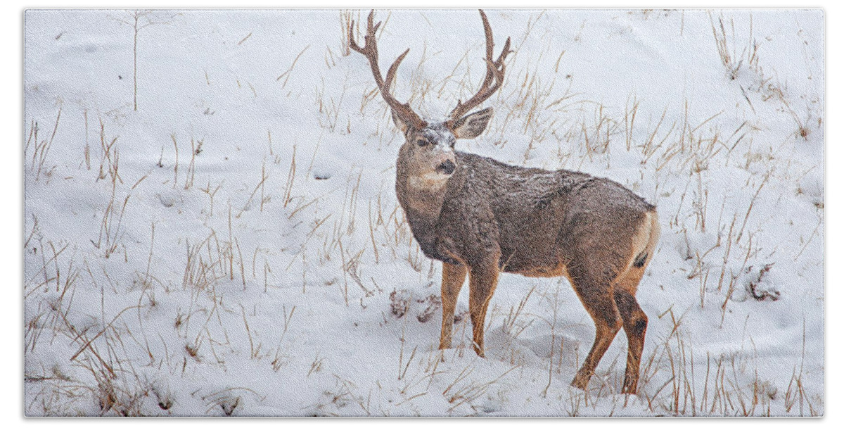 Deer Hand Towel featuring the photograph Atypical Buck by Darren White