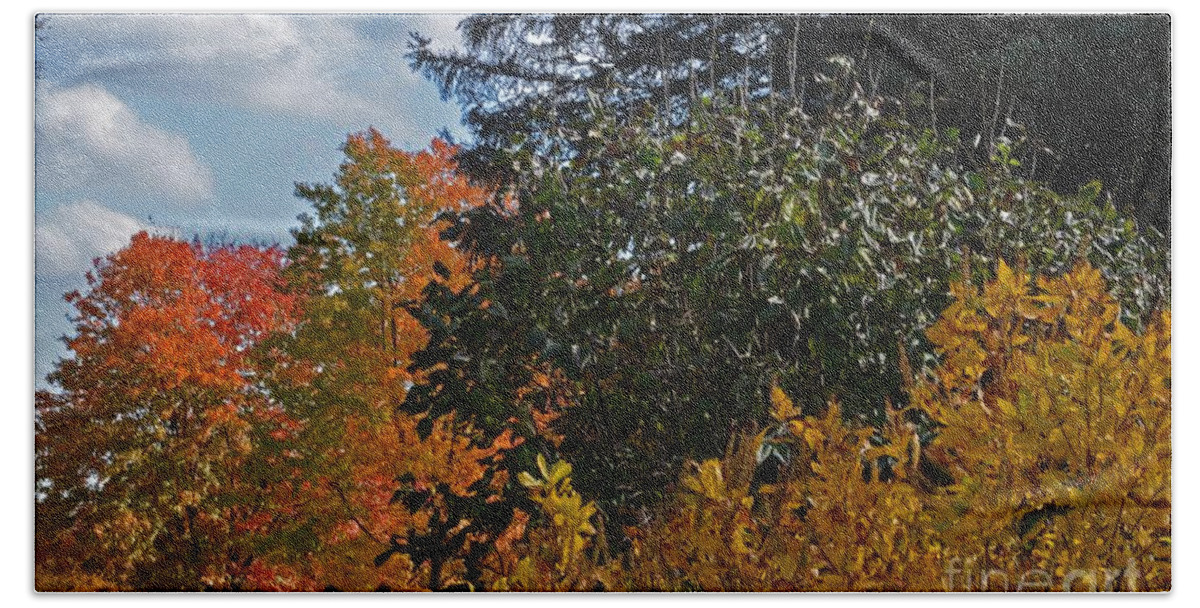 Trees Bath Towel featuring the photograph Autumn Beauty by Judy Wolinsky