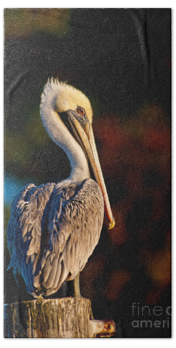 Brown Pelican Bath Towel featuring the photograph Autumn Brown Pelican by Joan McCool
