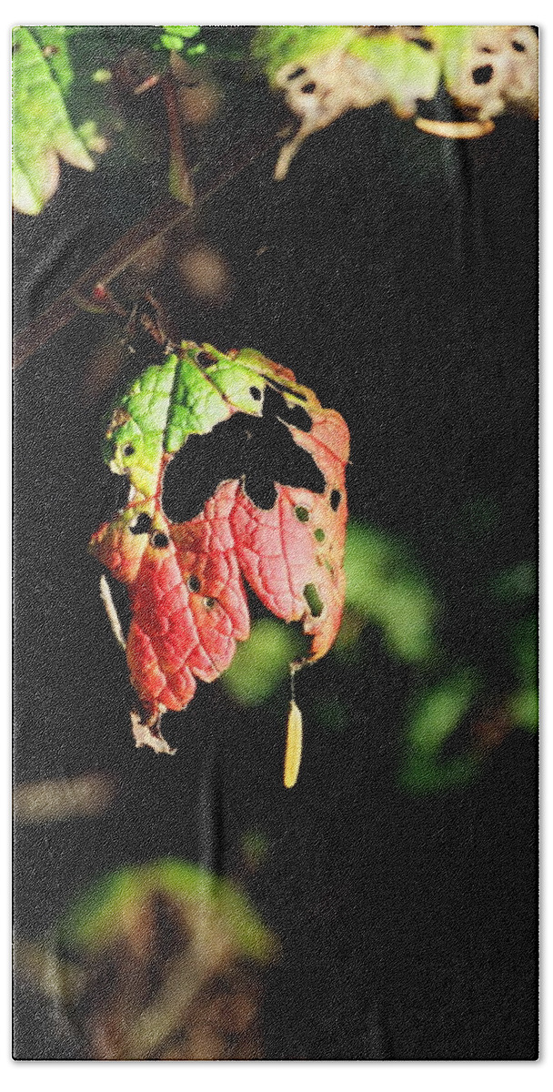 Autumn Bath Towel featuring the photograph Autumn Leaf by Cathy Mahnke