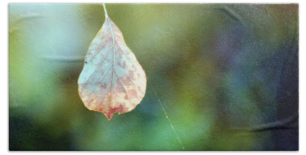 Leaves Bath Towel featuring the photograph Autumn Leaf Suspended by Linda Cox
