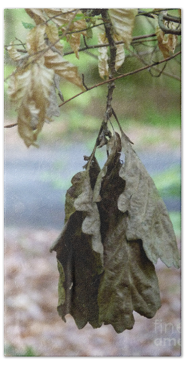Autumn Bath Towel featuring the photograph Autumn leaves in summer by Eva-Maria Di Bella