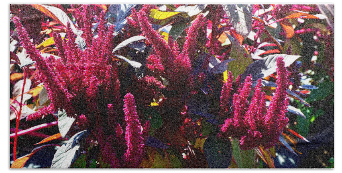 Flora Bath Towel featuring the photograph Autumn Magenta Jewel Alstede Farm by Maureen E Ritter