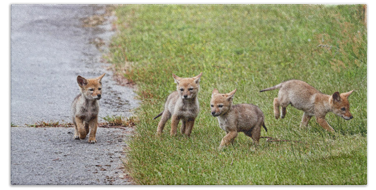 Coyotes Bath Towel featuring the photograph Baby Coyotes on the Run by Peggy Collins