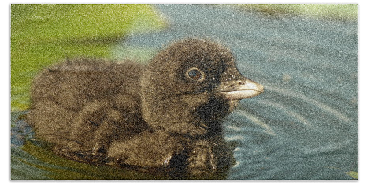 Common Loon Bath Towel featuring the photograph Baby Loon by James Peterson