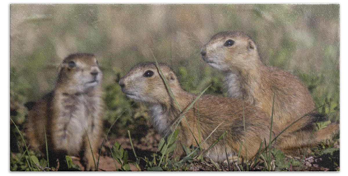 Dogs Bath Towel featuring the photograph Baby Prairie Dogs by Steve Triplett