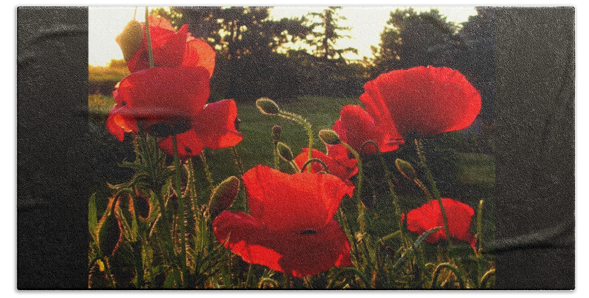 Backlit Poppies Hand Towel featuring the photograph Backlit Red Poppies by Mary Wolf