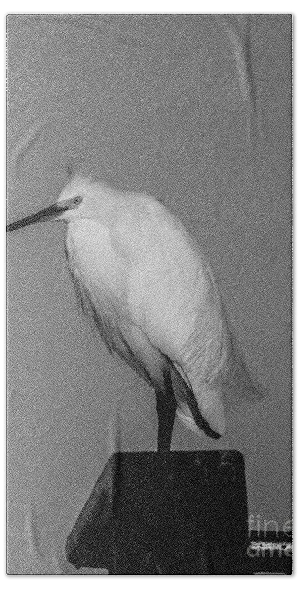 Egret Hand Towel featuring the photograph Bad Hair Day by David Millenheft