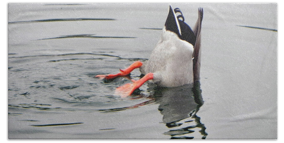 Duck Hand Towel featuring the photograph Bad Landing by Deb Halloran