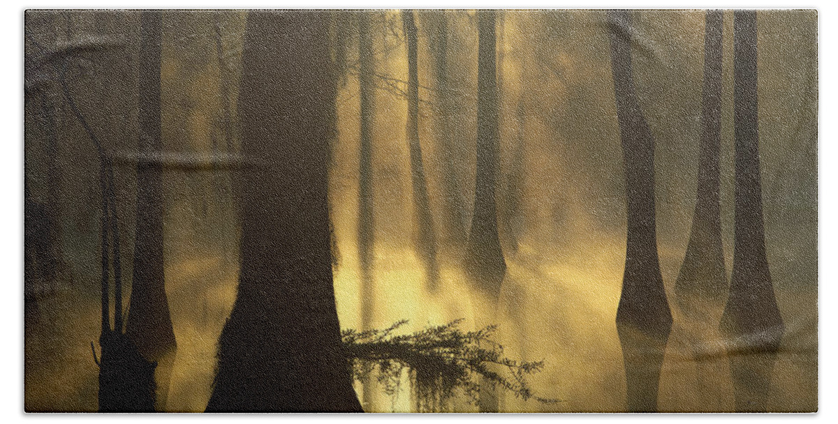 00174948 Bath Towel featuring the photograph Bald Cypress Swamp at Dawn by Tim Fitzharris
