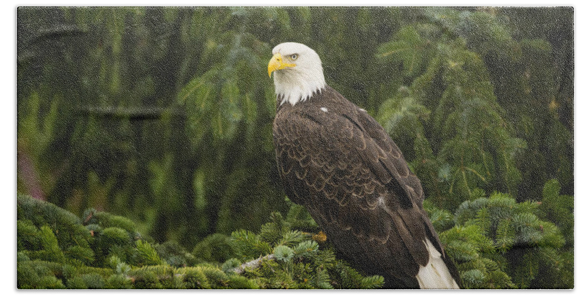 Feb0514 Bath Towel featuring the photograph Bald Eagle Alaska by Flip Nicklin
