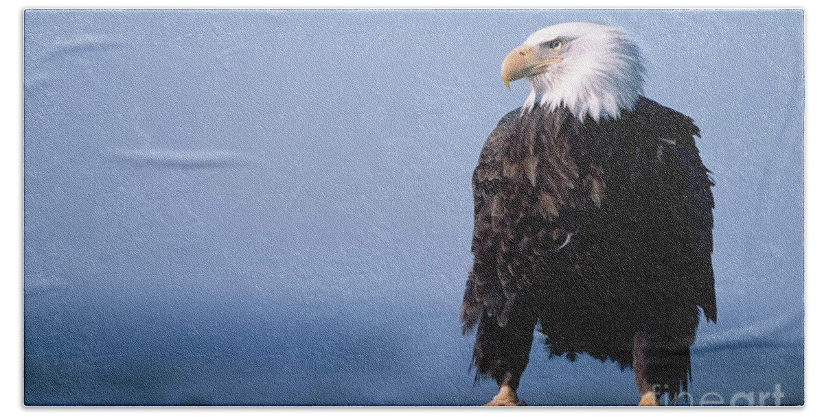 00343884 Bath Towel featuring the photograph Bald Eagle At Low Tide by Yva Momatiuk John Eastcott