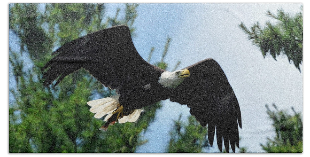 Bald Eagle Hand Towel featuring the photograph Bald Eagle Feeding 2 by Glenn Gordon