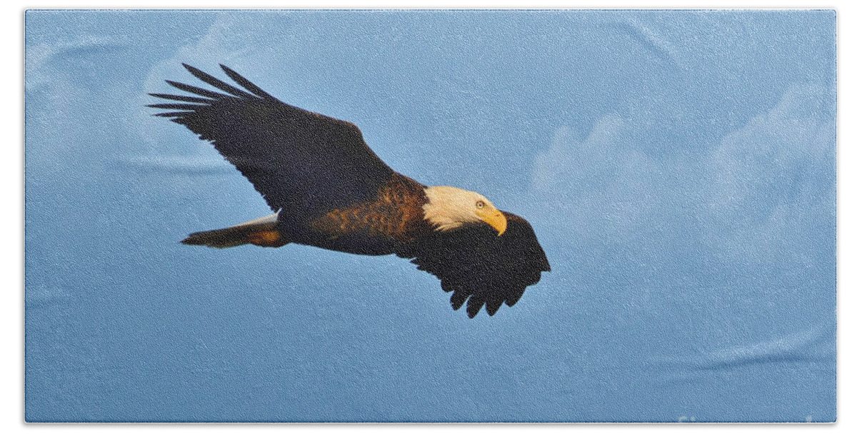 Eagel Bath Towel featuring the photograph Bald Eagle In Flight by Kathy Baccari