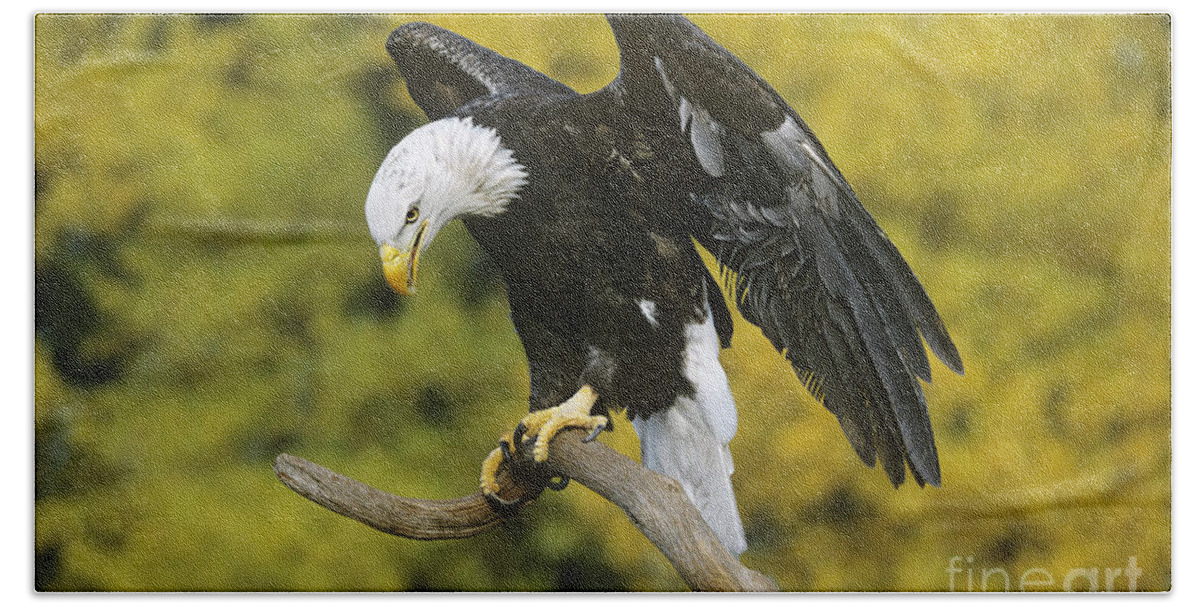 North America Wildlife Bath Towel featuring the photograph Bald Eagle in Perch Wildlife Rescue by Dave Welling
