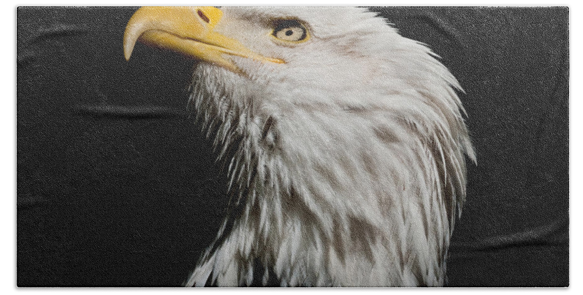 Adult Hand Towel featuring the photograph Bald Eagle Looking Skyward by Jeff Goulden