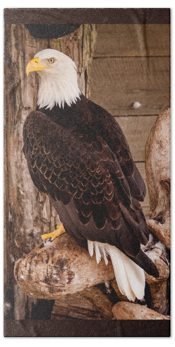 2008 Hand Towel featuring the photograph Bald Eagle by Melinda Ledsome