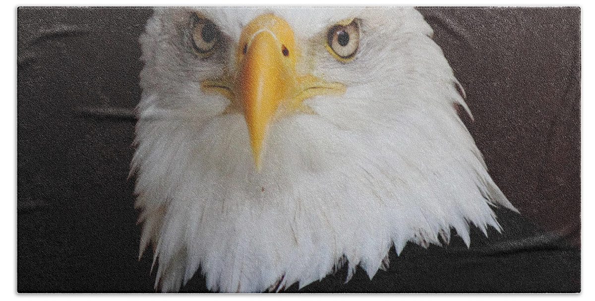 Bald Eagle Hand Towel featuring the photograph Bald Eagle Portrait by Randy Hall