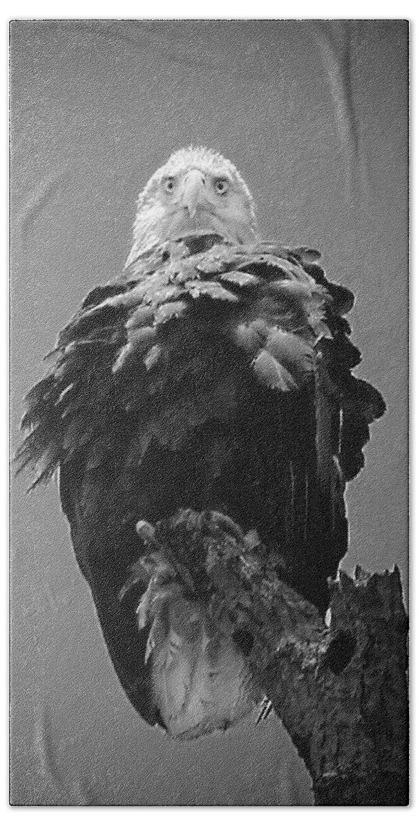 Bald Hand Towel featuring the photograph Bald Eagle Stare B W by Jemmy Archer
