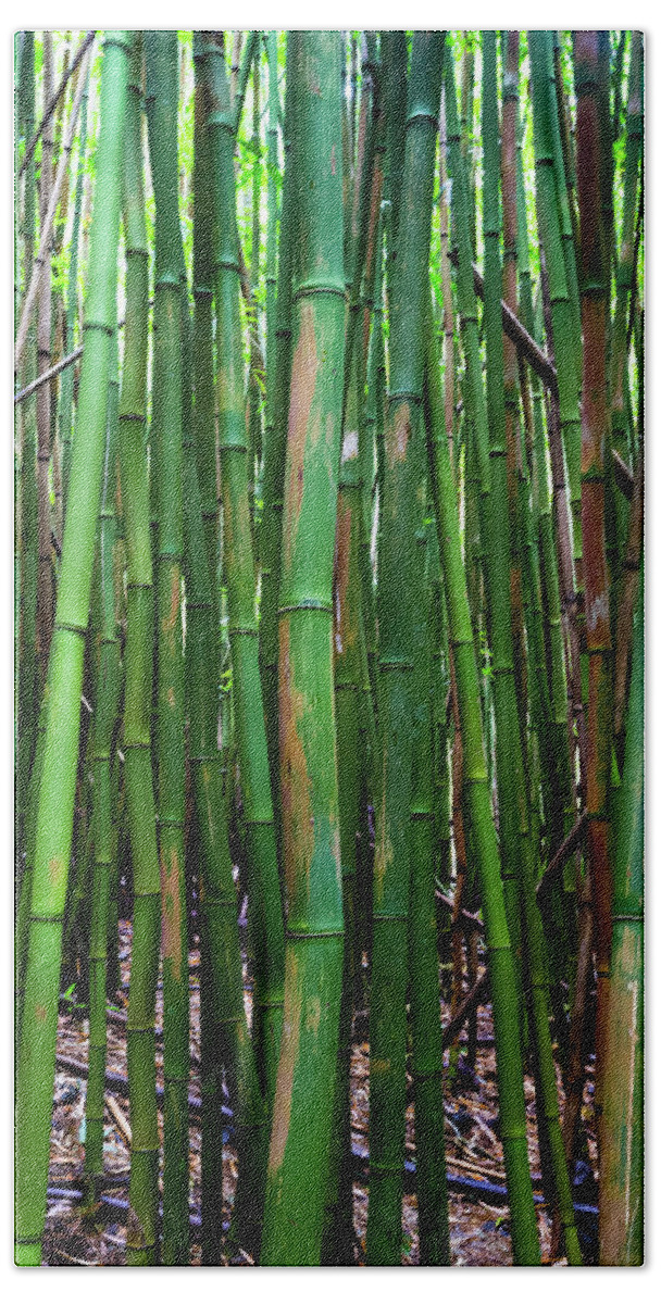 Photography Hand Towel featuring the photograph Bamboo Trees, Maui, Hawaii, Usa by Panoramic Images