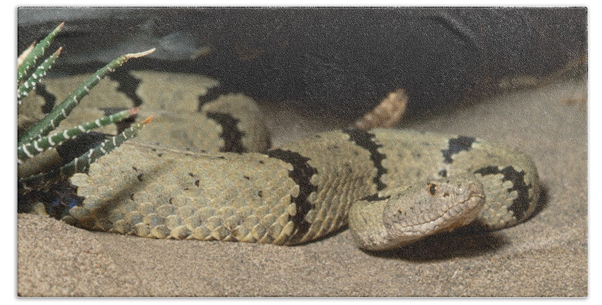 Animal Hand Towel featuring the photograph Banded Rock Rattlesnake by John Mitchell