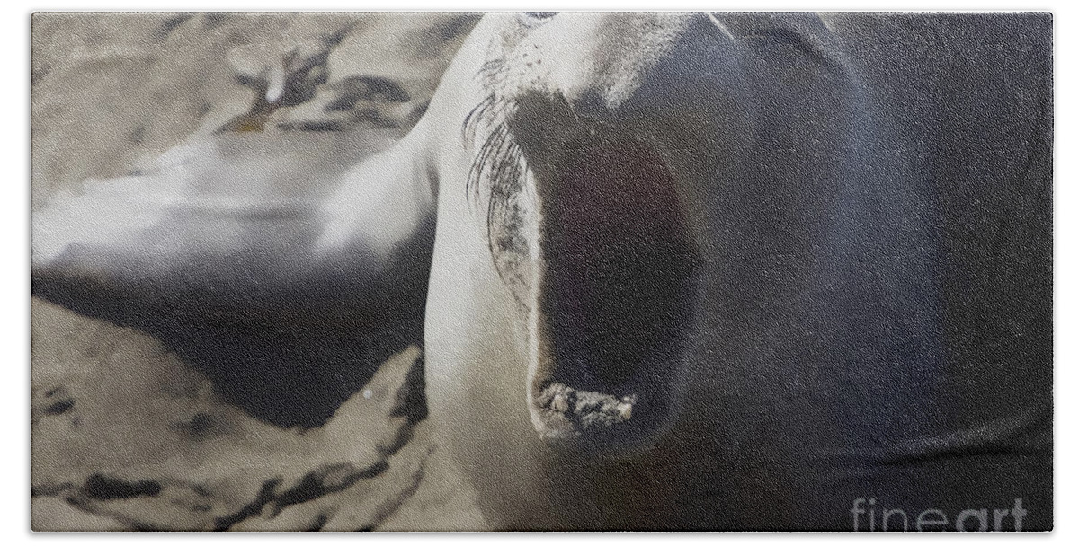 Wildlife Hand Towel featuring the photograph Barking Elephant Seal by Rich Collins