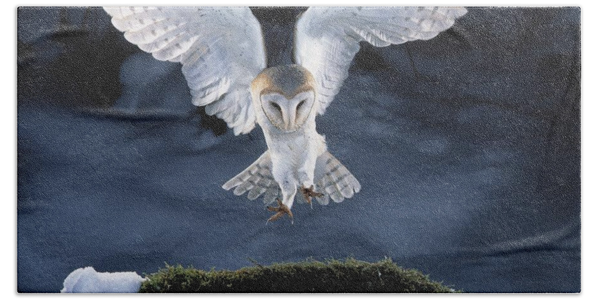 Bird Hand Towel featuring the photograph Barn Owl Landing by Manfred Danegger