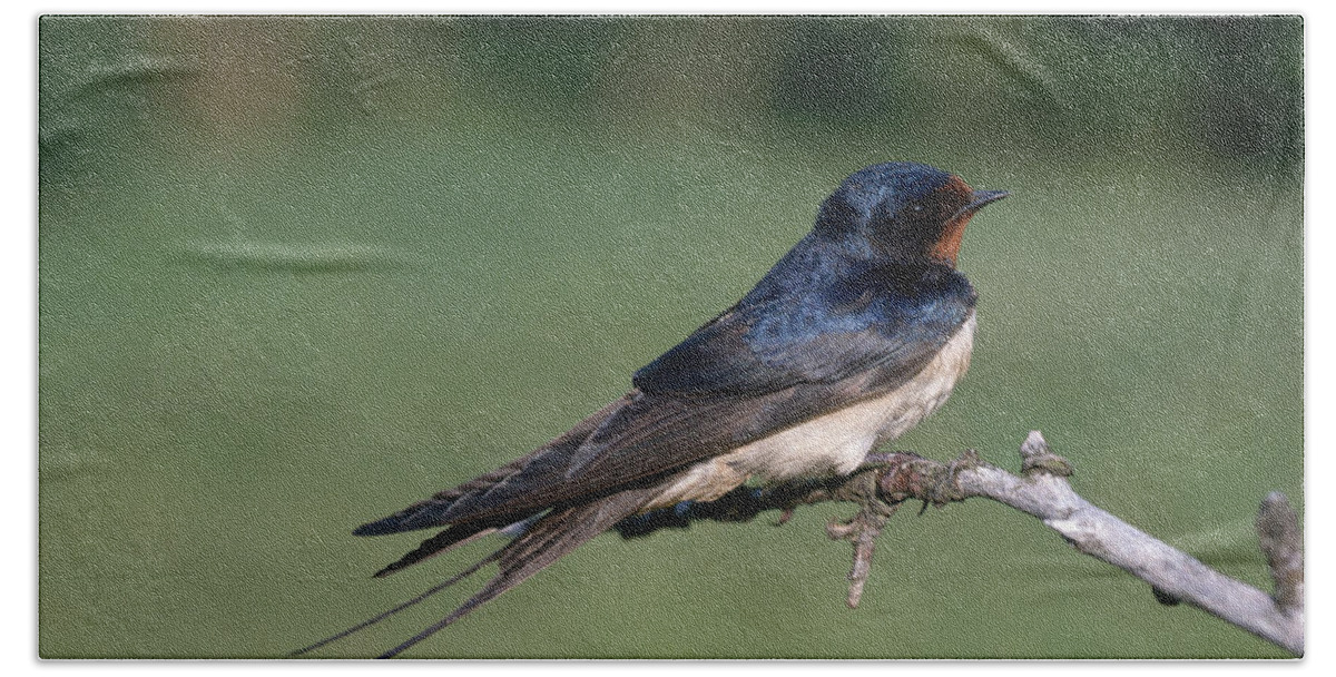Barn Swallow Hand Towel featuring the photograph Barn Swallow by Hans Reinhard