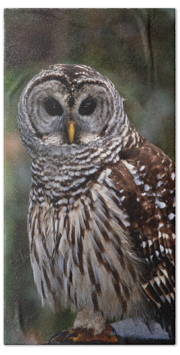Barred Bath Towel featuring the photograph Barred Owl by Bradford Martin
