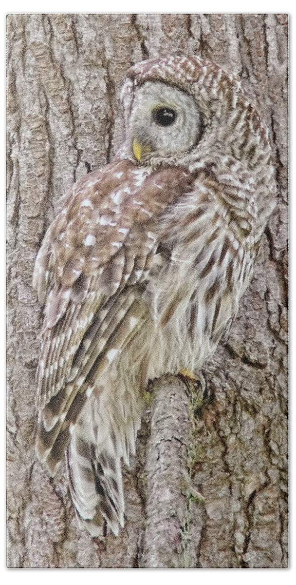 Owl Hand Towel featuring the photograph Barred Owl Camouflage by Jennie Marie Schell