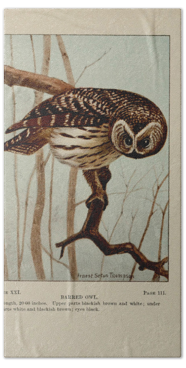 Barred Bath Sheet featuring the painting Barred Owl by Philip Ralley
