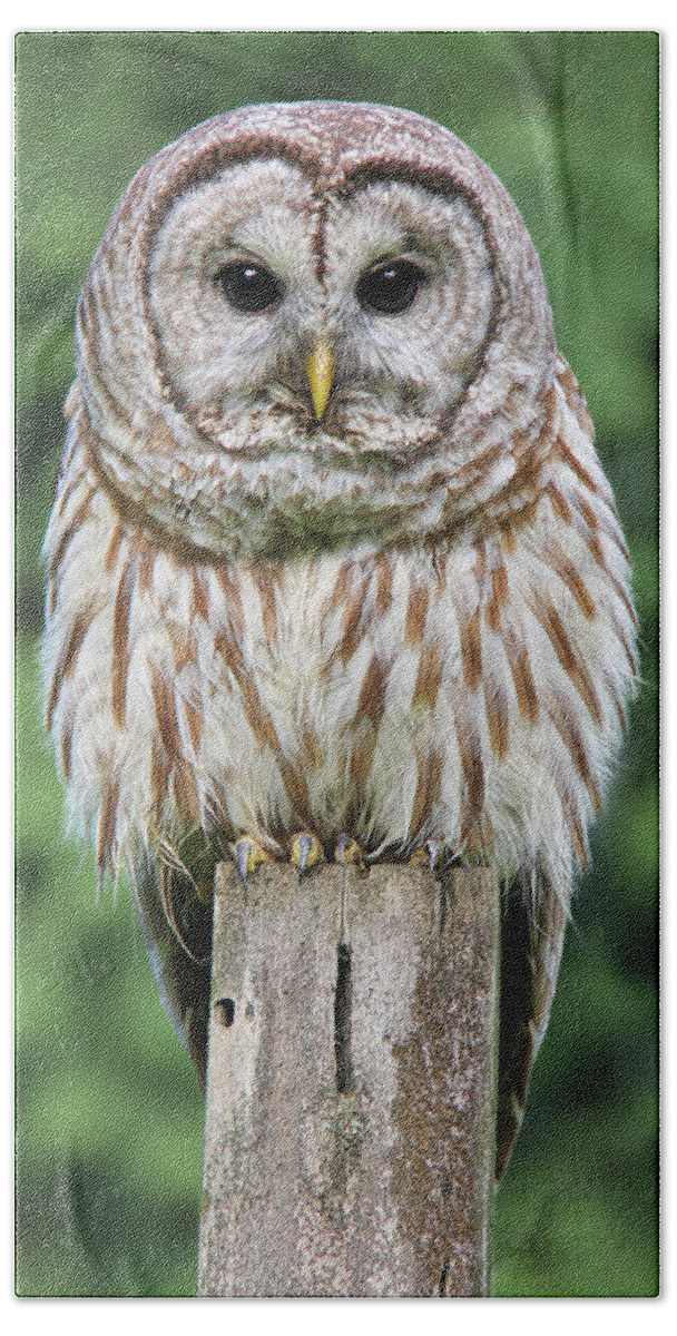 Owl Bath Towel featuring the photograph Barred Owl on a Fence Post by Jennie Marie Schell