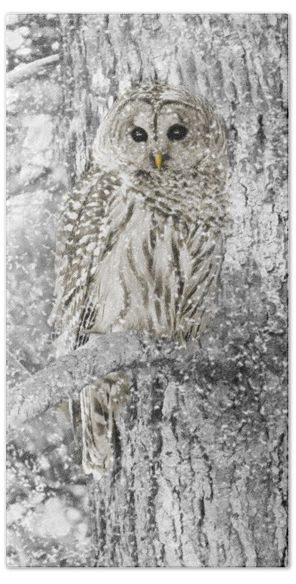 Owl Bath Sheet featuring the photograph Barred Owl Snowy Day in the Forest by Jennie Marie Schell