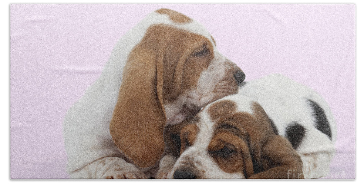 Dog Bath Towel featuring the photograph Basset Hound Puppies by Jean-Michel Labat