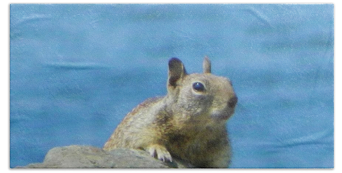 Squirrel Bath Towel featuring the photograph Bay Squirrel by Gallery Of Hope 