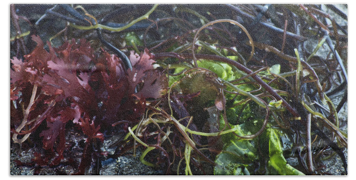 Seaweed Hand Towel featuring the photograph Beach Salad by Patrick Moore