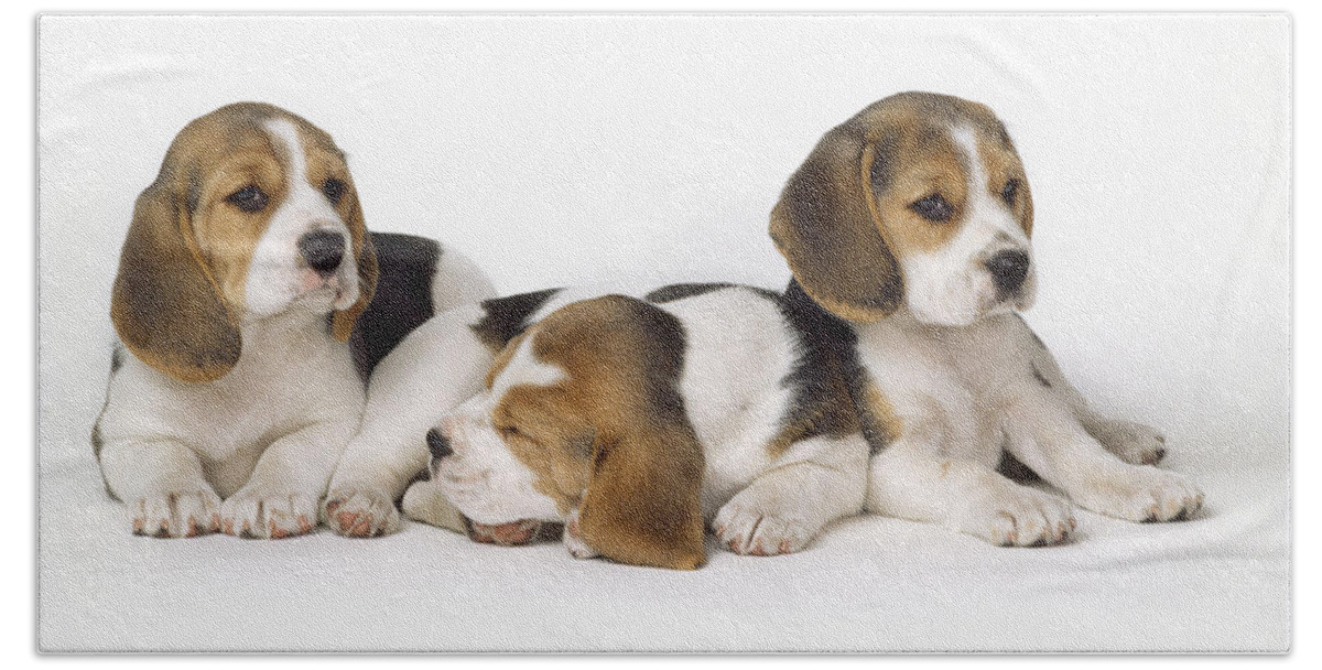 Beagle Bath Towel featuring the photograph Beagle Puppies, Row Of Three, Second by John Daniels