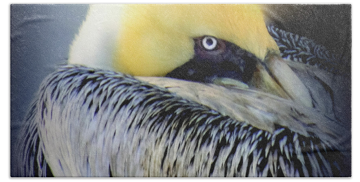 Pelicans Hand Towel featuring the photograph Beautiful Dreamer by Karen Wiles