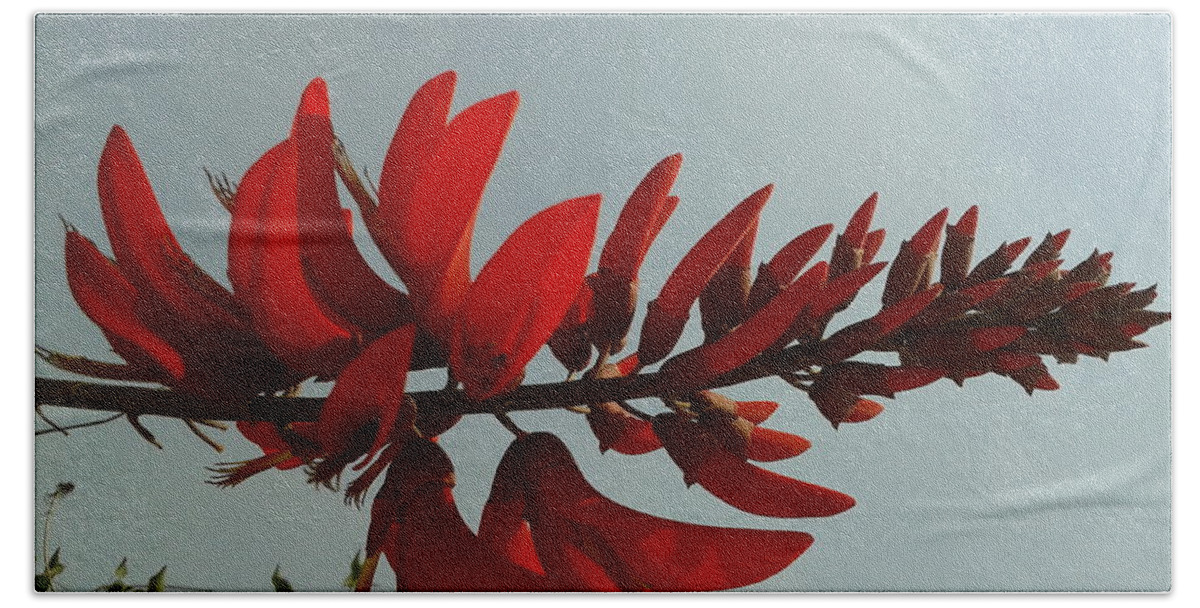 Poster Bath Sheet featuring the photograph Wonderful red Tiger's Claw flower by Pixel Artist