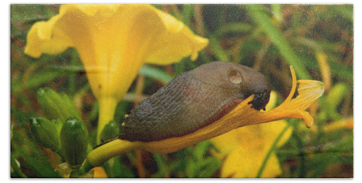 Slug Bath Towel featuring the photograph Beautiful Slug by Gallery Of Hope 