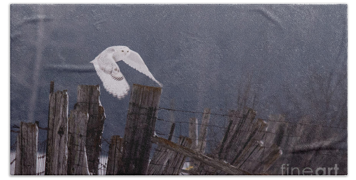 Field Bath Towel featuring the photograph Beautiful Snowy Owl Flying by Cheryl Baxter