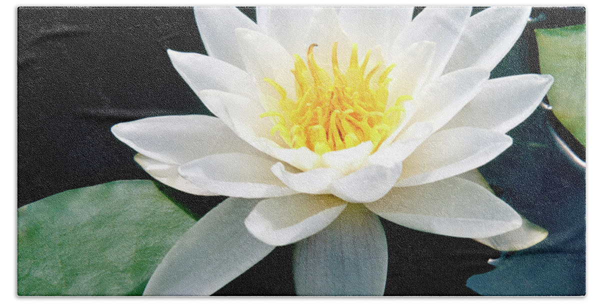 Water Lily Bath Towel featuring the photograph Beautiful Water Lily Capture by Ed Riche