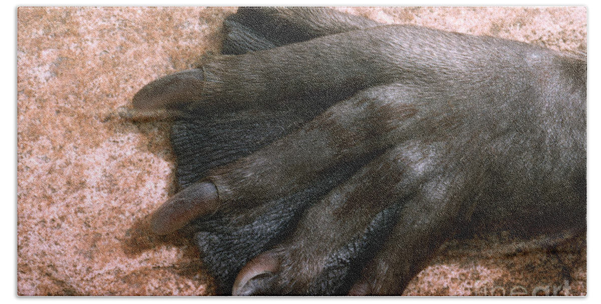Toe Bath Sheet featuring the photograph Beavers Hind Foot by V B Scheffer