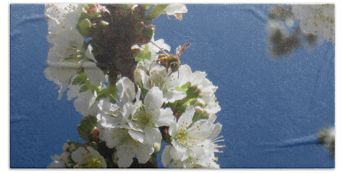 Bee Hand Towel featuring the photograph Bee on Cherry Blossoms by Ron Monsour