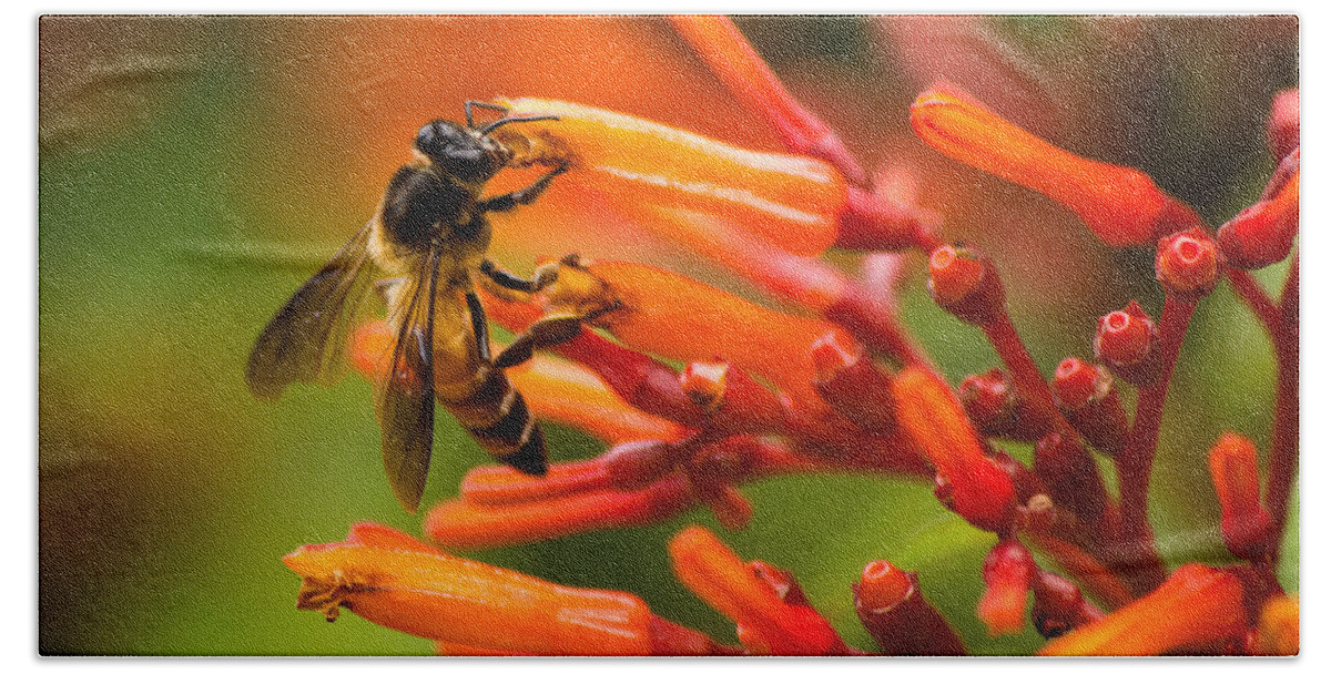 Anthophila Hand Towel featuring the photograph Bee on firebush flower by SAURAVphoto Online Store